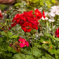 Czerwone i białe pelargonie, idealne kwiaty na balkon słoneczny, kwitną bujnie.