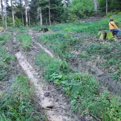 Błotnista ścieżka w lesie, obok pniaków. Zastanawiasz się, ile kosztuje hektar lasu?