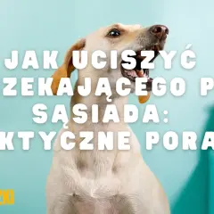 Jak uciszyć psa sąsiada w bloku i odzyskać spokój w domu