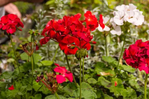 Czerwone i białe pelargonie, idealne kwiaty na balkon słoneczny, kwitną bujnie.