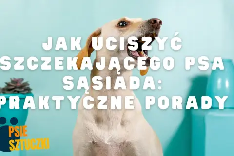 Jak uciszyć psa sąsiada w bloku i odzyskać spokój w domu