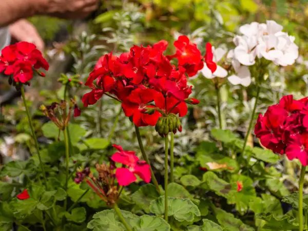 Czerwone i białe pelargonie, idealne kwiaty na balkon słoneczny, kwitną bujnie.